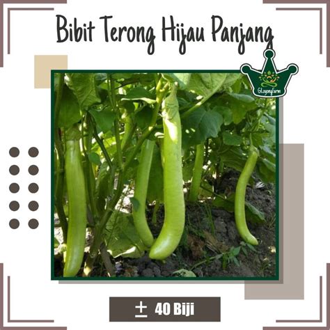 Jual Bibit Terong Hijau Panjang Hibrida Benih Sayuran Shopee Indonesia