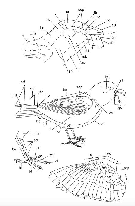 Bird Body Parts Diagram Quizlet