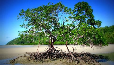 Hutan Di Malaysia Hutan Paya Bakau Alamblogr