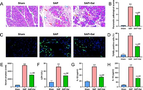 Sal Suppressed Sap Induced Cell Pyroptosis In Vivo A Representative Download Scientific