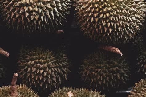 Top 5 Kecamatan Penghasil Durian Terbesar Di Pasuruan Ada Pasrepan