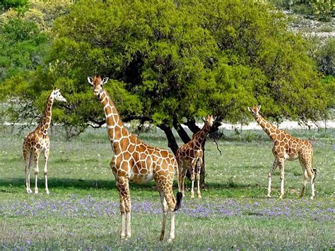 Native & Exotic Hunting | 18,000 Acres in Texas | OX Ranch