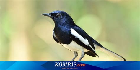 Kicauan Burung Di Pagi Hari Ternyata Studi Baru Ungkap Alasan Ini