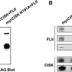 Cisk Phosphorylates Flii At Ser And Thr In Vitro T Cells