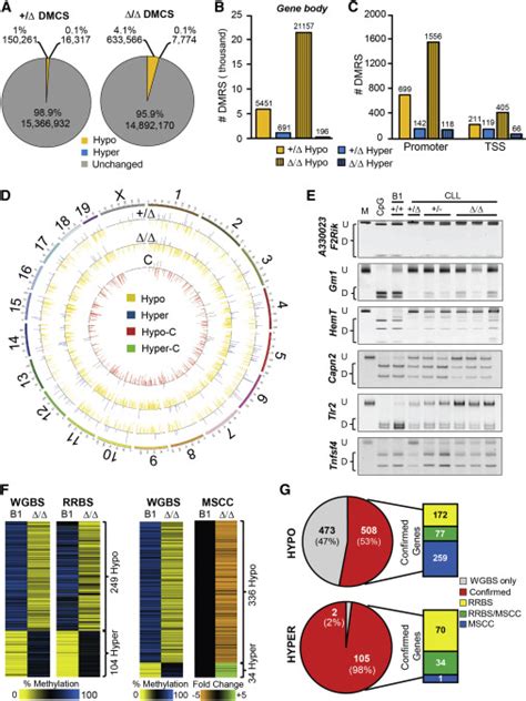 DNA Methylome Of CLL Induced By Decrease Or Absence Of Dnmt3a