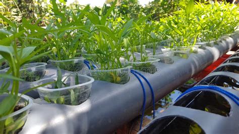 Water Spinach Plants With Hydroponic Systems Stock Image Image Of