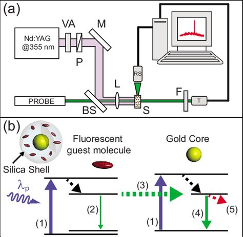 Color Online A Pump Probe Experimental Setup B Gain Functionalized