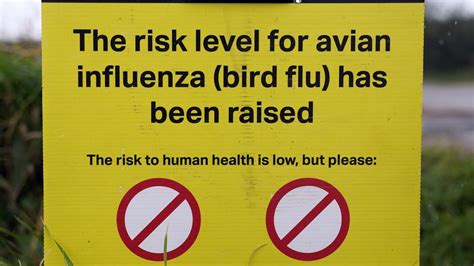 Bird Flu Uks Largest Ever Outbreak Of Avian Influenza Reported In Northern Ireland Uk News