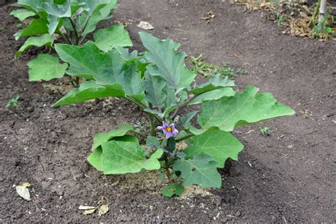 La Culture De L Aubergine Au Potager Nos Astuces