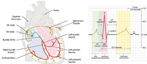 Pr Interval The Definitive Guide Biology Dictionary