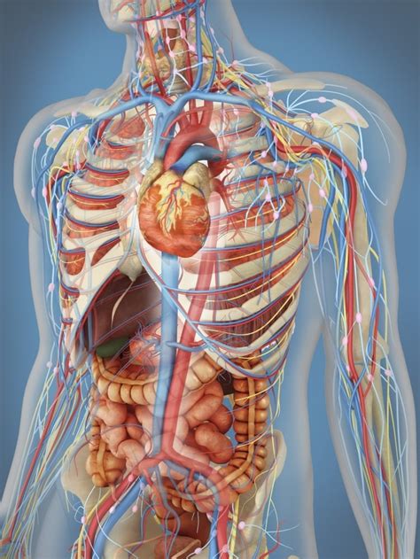 Transparent human body showing heart and main circulatory system ...