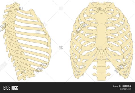 Human Rib Cage Anatomy Image And Photo Free Trial Bigstock