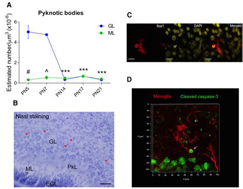 Identification of pyknotic bodies by Nissl staining in the postnatal ...