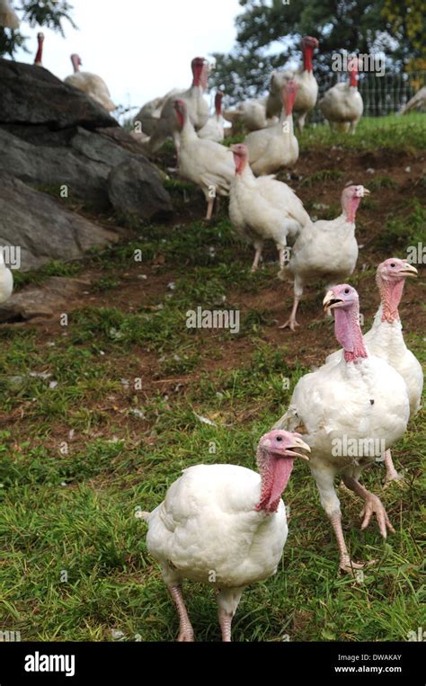 Turkey Broad breasted White Stock Photo - Alamy