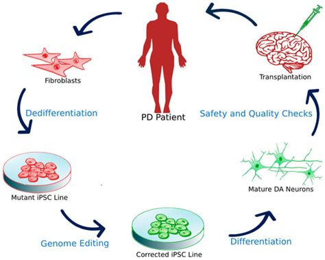 Cells Special Issue Stem Cells In Personalized Medicine