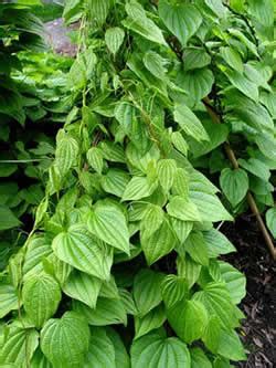 Cultivation of American Wild Yam - United Plant Savers