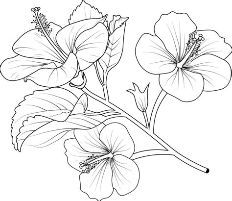 Livre De Coloriage De Fleurs Croquis Vectoriel De Fleurs D Hibiscus