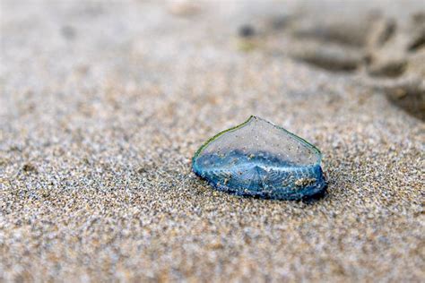 Blue Jellyfish-Like Creatures Ride California Waves: A Climate Change ...