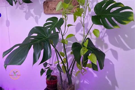 Umbrella Plant Propagation From Cuttings Indoor Plants For Beginners