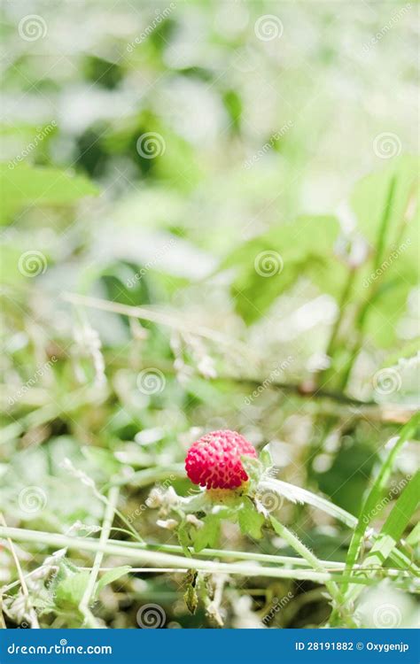 False Strawberry Stock Photo Image Of False Lovely 28191882