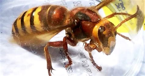 Killer Asian Hornets Invade Britain In Record Numbers As Beekeepers Fight Back Mirror Online