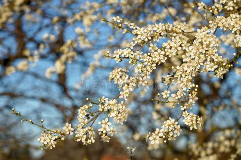 White Peach Tree Blossom on Blue Sky Springtime Concept with Sunlight Stock Photo - Image of ...