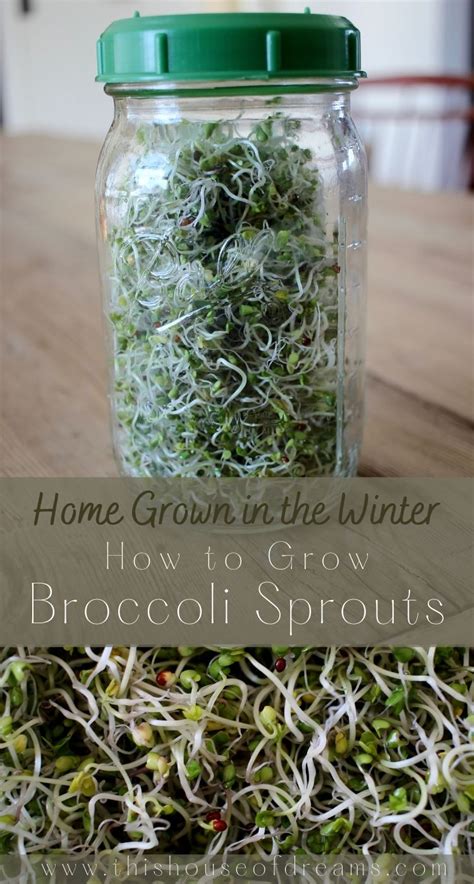 How To Grow Broccoli Sprouts in a Jar 2 - This House of Dreams