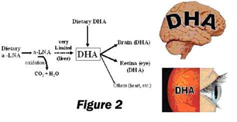 Dha For Optimal Brain And Visual Functioning Dhaepe Omega 3 Institute