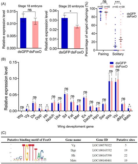 Forkhead Transcription Factor Subgroup O Foxo Signaling Of Embryo