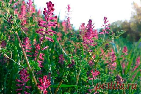 Лекарственное растение Дымянка аптечная (Fumaria officinalis ...