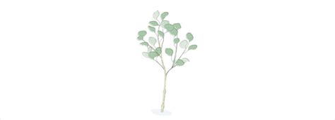 Eucalyptus and Mosquitoes: Does Eucalyptus REALLY Repel Mosquitoes?