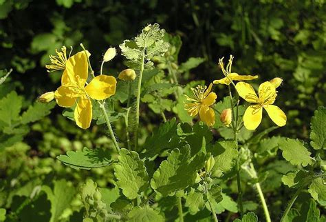Rostopasca O Plantă Miraculoasă Pentru Sănătate și Bunăstare Natura
