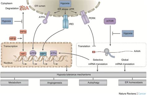 Gene Expression Profile Androgen Independence And Prostate Cancer