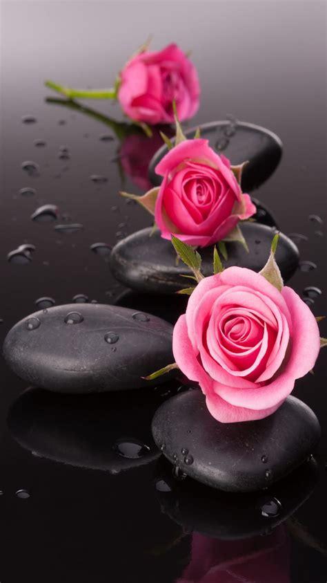 Roses Bonito Nature Pink Spa Stones HD Phone Wallpaper Peakpx