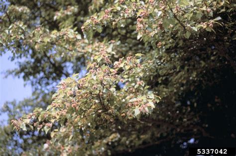 Cedar And Quince Rust On Mayhaw Trees Managing Mayhaw Cedar Quince