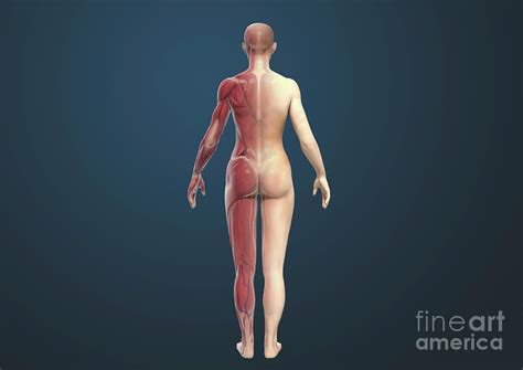 Muscular System 12 By Medical Graphics Michael Hoffmann Science Photo