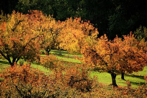 Fall Apples Photograph By Pauline Darrow Fine Art America