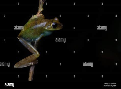 La rana del árbol palmar Boana pellucens trepando una vid en la selva