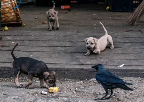 Are Crows Dangerous To Humans Dogs Cats What You Need To Know