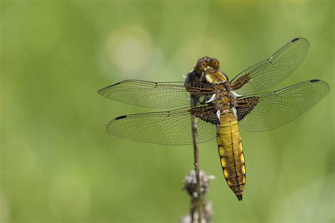 Libellule Déprimée Femelle Libellula Depressa Rene Moutschen Flickr