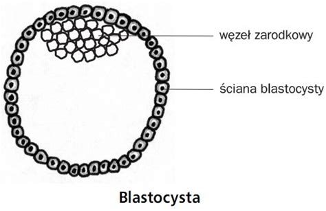 Rozmnażanie i rozwój Rozwój zarodkowy i płodowy Biologia