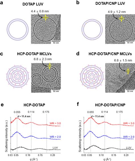 Figure 3 from Highly Robust Multilamellar Lipid Vesicles Generated ... 