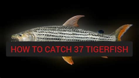 Fishing Planet Catch Tigerfish 1 Day 428000K YouTube