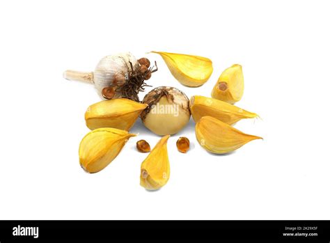 Corms Cut Out Stock Images And Pictures Alamy