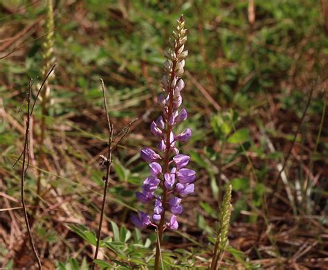 Sundial Lupine Lupinus Perennis The Wfsu Ecology Blog