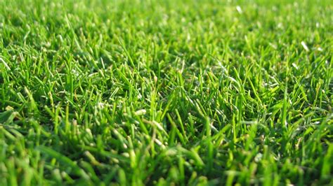 Lawn Wallpapers Wallpaper Cave