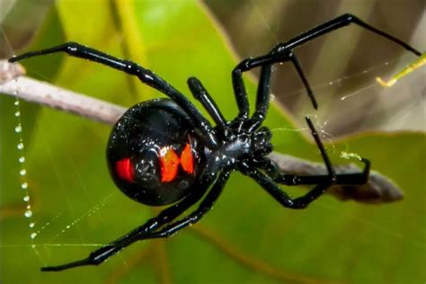 2 Venomous Poisonous Spiders Found In Wisconsin 2025 Bird Watching Hq