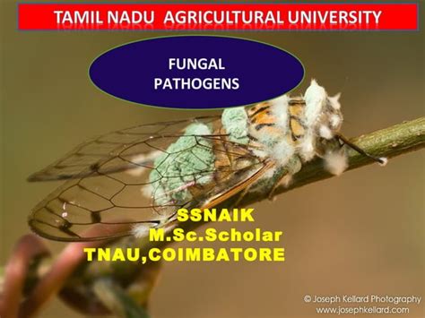 ENTOMOPATHOGENIC FUNGI 