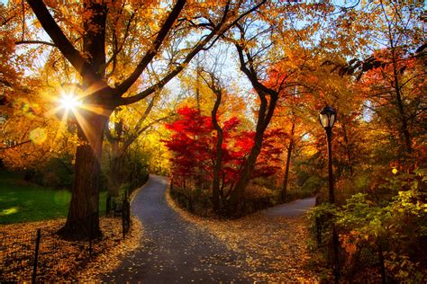 Fondos de pantalla otoño parque Árboles ligero Mañana follaje