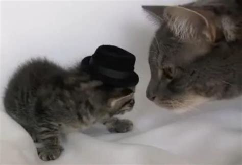 Kitten Wearing A Tiny Hat Know Your Meme